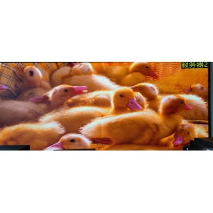 同一个4K的屏，30Hz与60Hz显示效果对比